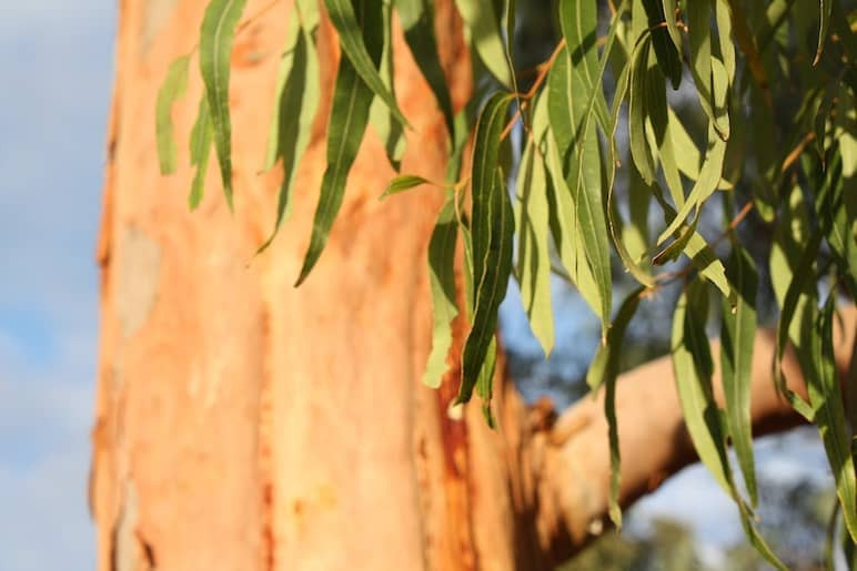 huile essentielle d’eucalyptus radiata