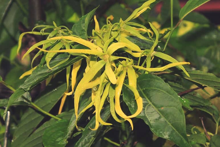 huile essentielle d’ylang-ylang contre l’angoisse et l’anxiété