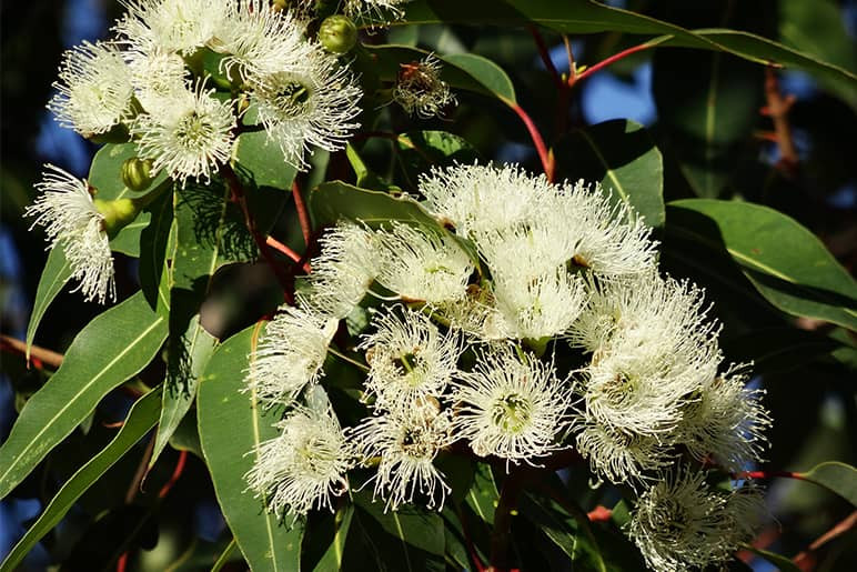 eucalyptus radiata contre le mal de gorge