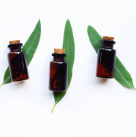 L’huile essentielle d’eucalyptus citronné