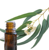 L’huile essentielle d’eucalyptus radié