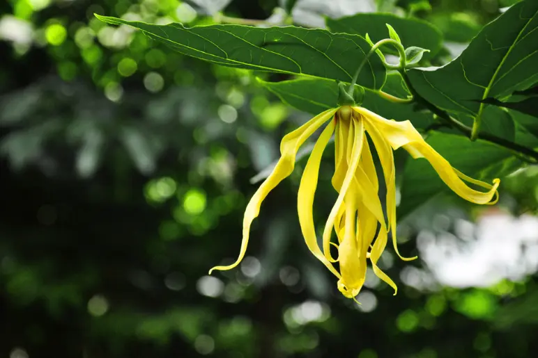 la fleur d’ylang ylang