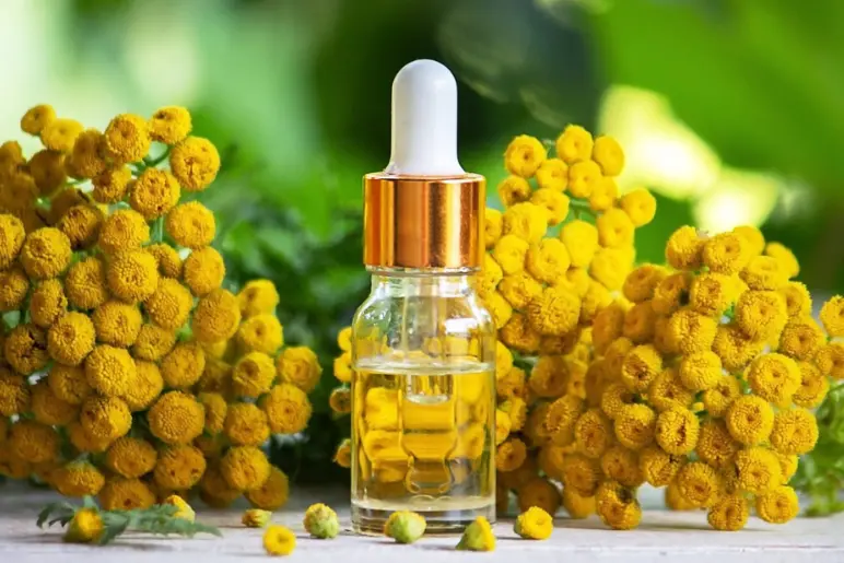 l’huile essentielle d’immortelle