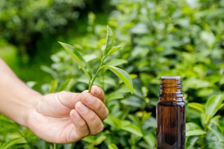 l’huile essentielle de tea tree contre le molluscum contagiosum