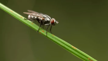 Les huiles essentielles anti-mouches les plus efficaces