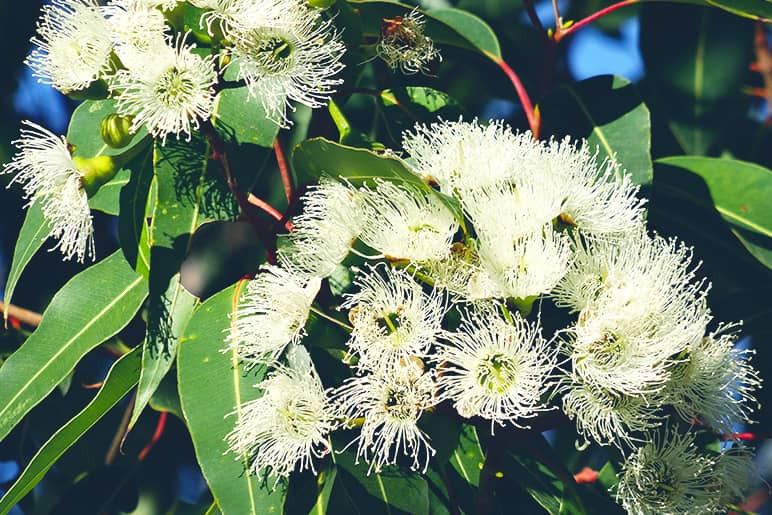 huile essentielle d’eucalyptus contre le nez bouché
