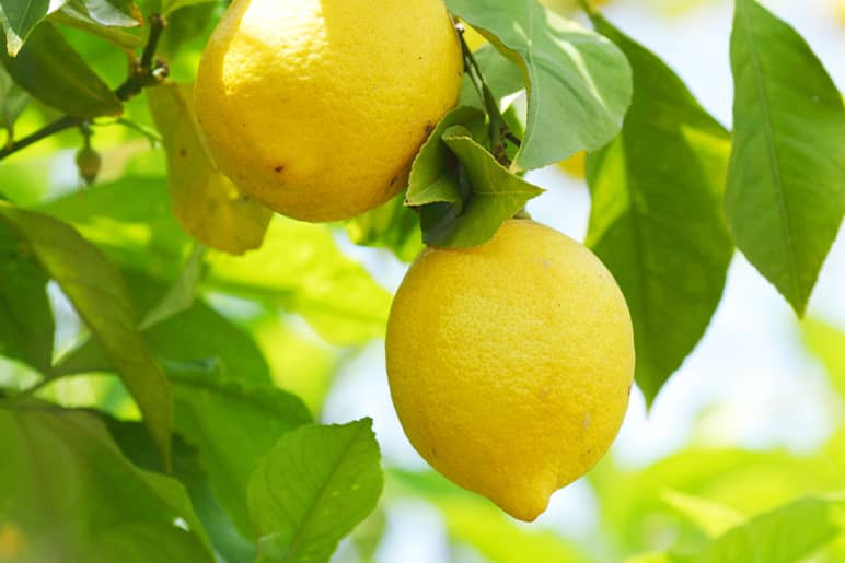 essence de citron